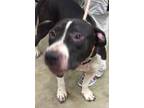 Adopt Ranger a Pit Bull Terrier