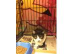 Adopt Leland a Domestic Short Hair