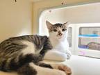 Adopt Benny a Domestic Short Hair