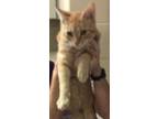 Adopt Milo a Domestic Short Hair