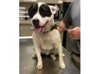 Adopt Chance a Pit Bull Terrier