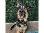 Adopt Hardees a German Shepherd Dog