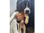Adopt Charlie Brown a Black Labrador Retriever