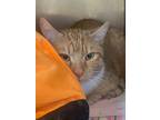 Adopt Hufflepuff a Domestic Short Hair