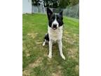 Adopt Jimmy a Border Collie, Husky