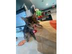 Adopt Radar a Domestic Short Hair
