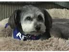 Adopt Tex a Schnauzer