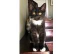 Adopt Mittens XIX a Domestic Short Hair
