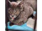 Adopt Chicken Wing a Domestic Short Hair