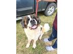Adopt Clyde a Saint Bernard