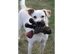 Adopt Banjo a Mixed Breed