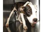 Adopt Lil Squirt a Hound, American Staffordshire Terrier
