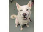 Adopt Noah a Siberian Husky