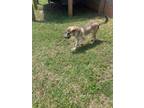 Adopt 56589432 a Shepherd, Mixed Breed