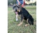 Adopt George Biscuit Jetson Lonestar a Irish Terrier