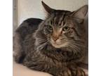 Adopt Achilles a Domestic Long Hair