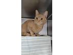 Adopt Wellington a Domestic Short Hair