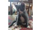 Adopt Basil a Domestic Short Hair