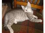 Adopt Mint a Domestic Short Hair