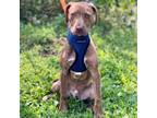 Adopt Mousse a Labrador Retriever