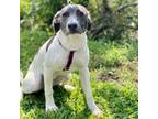 Adopt Seymour a Retriever