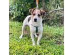 Adopt Petey a Jack Russell Terrier