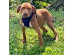 Adopt Toblerone a Labrador Retriever