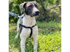 Adopt Echo a Labrador Retriever