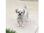 Adopt Ziggy a Terrier, Lhasa Apso
