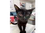 Adopt Ninja (mcas) a Domestic Short Hair