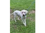Adopt Walter a Poodle