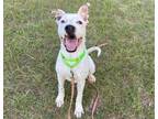Adopt Rolly a Pointer, Dalmatian