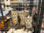 Adopt Pete (painter) a Domestic Short Hair