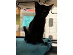 Adopt Huckleberry (wheeler) a Domestic Short Hair