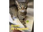 Adopt Heath a Domestic Short Hair