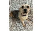 Adopt Benji a Yorkshire Terrier
