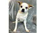 Adopt Pugsley a Pug