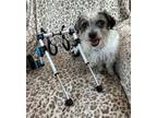 Adopt Fletcher a Terrier