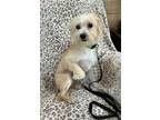 Adopt Oliver a Terrier