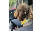 Adopt Coco a Poodle