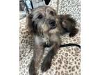 Adopt Flynn a Terrier
