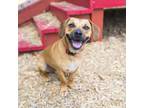 Adopt Bo a Terrier, Dachshund