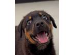 Adopt Cometa a Mixed Breed