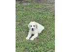 Adopt Ranger HTX a Great Pyrenees