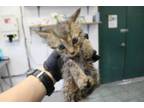 Adopt Robin a Domestic Short Hair