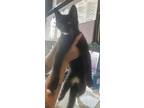 Adopt *Poptart* a Domestic Short Hair