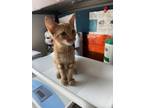 Adopt *Cream Puff* a Domestic Short Hair
