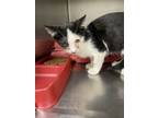 Adopt *Macaron* a Domestic Short Hair