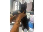 Adopt *Cheesecake* a Domestic Medium Hair