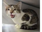 Adopt *Strudel* a Domestic Short Hair